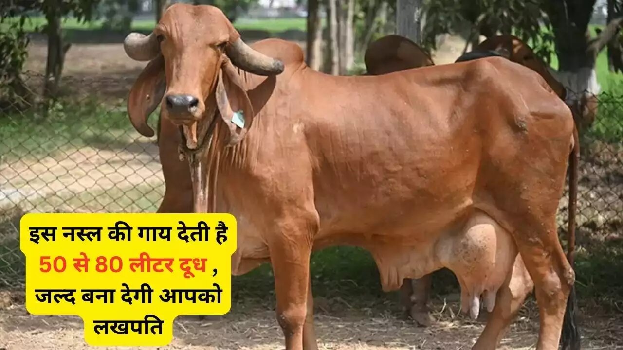 Cow Breed: 50 से 80 लीटर दूध देती है इस नस्ल की गाय, कम समय में बना देंगी आपको अमिर जाने पूरी खबर 
