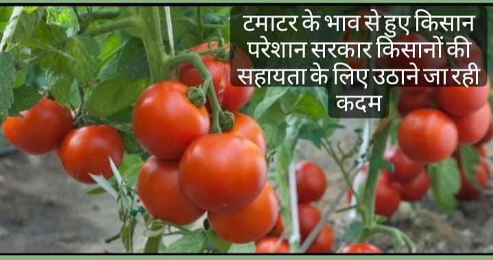 Tometo:  टमाटर के भाव से हुए किसान परेशान, सरकार किसानो की सहायता के लिए उठाने जा रही कदम 