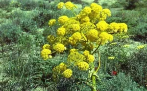 Hing Cultivation&nbsp; हींग की खेती बदल देगी किसानो की किस्मत, और कैसे की जाती इसकी खेती जाने पूरी खबर&nbsp;