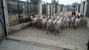 &nbsp;GOD Forming&nbsp; बकरी ने बदली युवाओ की किस्मत ,लाखो में लगती है इसकी बोली, कम समय में बना देंगी करोड़पति&nbsp;