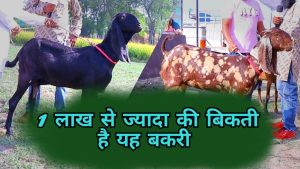 &nbsp;GOD Forming&nbsp; बकरी ने बदली युवाओ की किस्मत ,लाखो में लगती है इसकी बोली, कम समय में बना देंगी करोड़पति&nbsp;