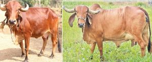Cow Breed: 50 से 80 लीटर दूध देती है इस नस्ल की गाय, कम समय में बना देंगी आपको अमिर जाने पूरी खबर&nbsp;