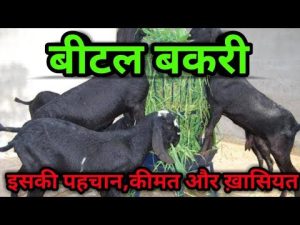 &nbsp;GOD Forming&nbsp; बकरी ने बदली युवाओ की किस्मत ,लाखो में लगती है इसकी बोली, कम समय में बना देंगी करोड़पति&nbsp;