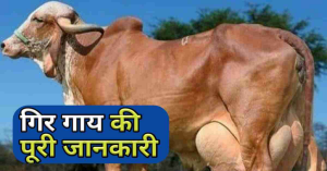 Cow Breed: 50 से 80 लीटर दूध देती है इस नस्ल की गाय, कम समय में बना देंगी आपको अमिर जाने पूरी खबर&nbsp;