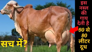Cow Breed: 50 से 80 लीटर दूध देती है इस नस्ल की गाय, कम समय में बना देंगी आपको अमिर जाने पूरी खबर&nbsp;