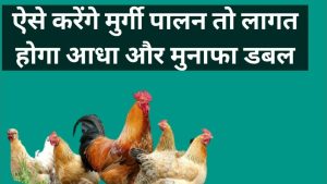 Poultry Farming: कम लागत में होगा बंफर मुनाफा, जाने मुर्गी पालन का व्यवसाय जाने पूरी डिटेल