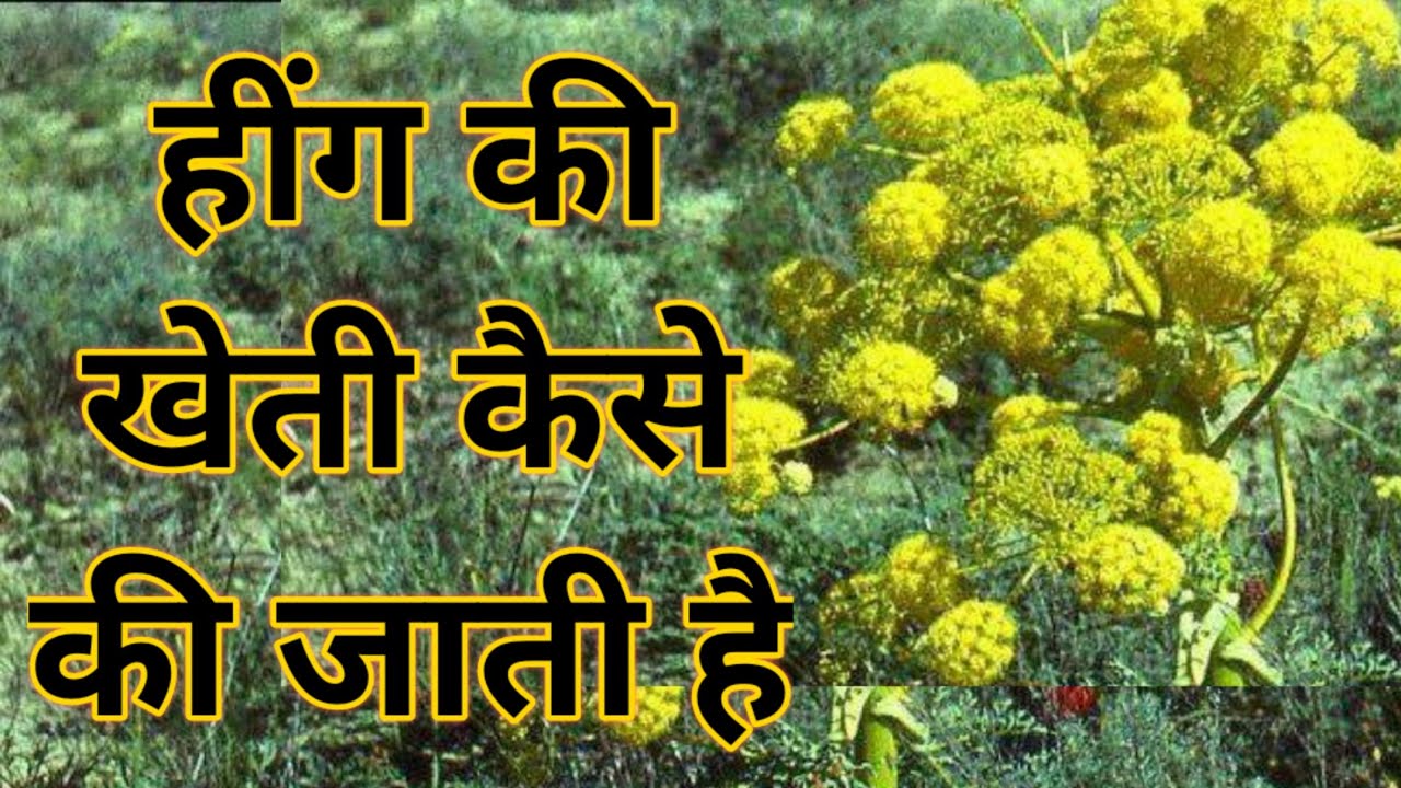 Hing Cultivation  हींग की खेती बदल देगी किसानो की किस्मत, और कैसे की जाती इसकी खेती जाने पूरी खबर 
