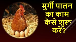 Poultry Farming: कम लागत में होगा बंफर मुनाफा, जाने मुर्गी पालन का व्यवसाय जाने पूरी डिटेल
