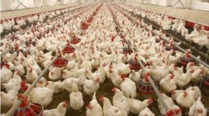 Poultry Farming: कम लागत में होगा बंफर मुनाफा, जाने मुर्गी पालन का व्यवसाय जाने पूरी डिटेल