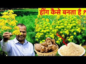 Hing Cultivation&nbsp; हींग की खेती बदल देगी किसानो की किस्मत, और कैसे की जाती इसकी खेती जाने पूरी खबर&nbsp;