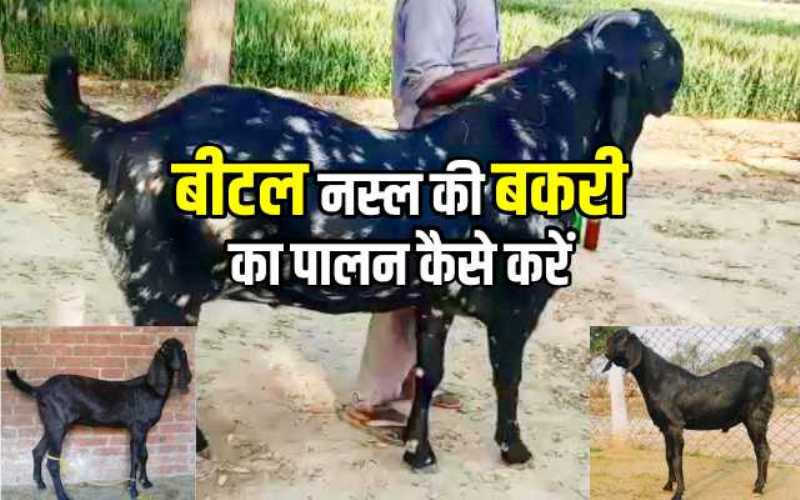  GOD Forming  बकरी ने बदली युवाओ की किस्मत ,लाखो में लगती है इसकी बोली, कम समय में बना देंगी करोड़पति 