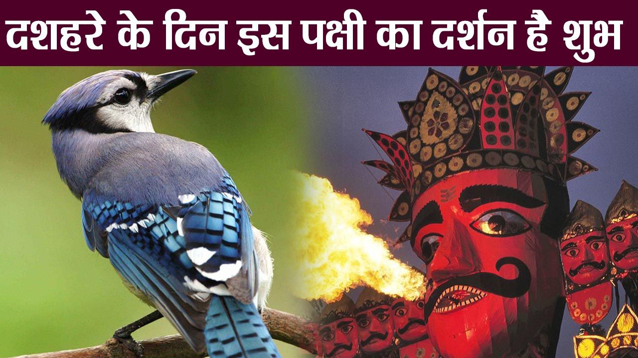 Dussehra 2023: दशहरे के दिन हो जाये ये दुर्लभ पक्षी के दर्शन, तो चमक जाएँगी आपकी किस्मत 