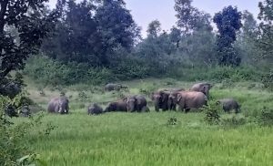 Shahdol News:&nbsp;फसल की रखवाली के दौरान खेत में हाथी के हमले से बुजुर्ग किसान की हुई खतरनाक मौत जानिए पूरी खबर&nbsp;