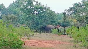 Shahdol News: शहडोल जिले में एक बार फिर हाथियों ने डाला पूरा डेरा, वन विभाग करेगा जागरूक जाने सब कुछ