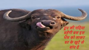 Buffalo Bills: भैस की इस नस्ल का करे पालन, दूध देने की झमता देख चौक जायेंगे आप कम समय में होगी बंफर कमाई&nbsp;