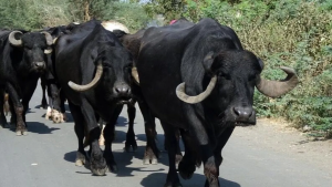 Buffalo Bills: भैस की इस नस्ल का करे पालन, दूध देने की झमता देख चौक जायेंगे आप कम समय में होगी बंफर कमाई&nbsp;