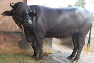 Buffalo Bills: भैस की इस नस्ल का करे पालन, दूध देने की झमता देख चौक जायेंगे आप कम समय में होगी बंफर कमाई&nbsp;