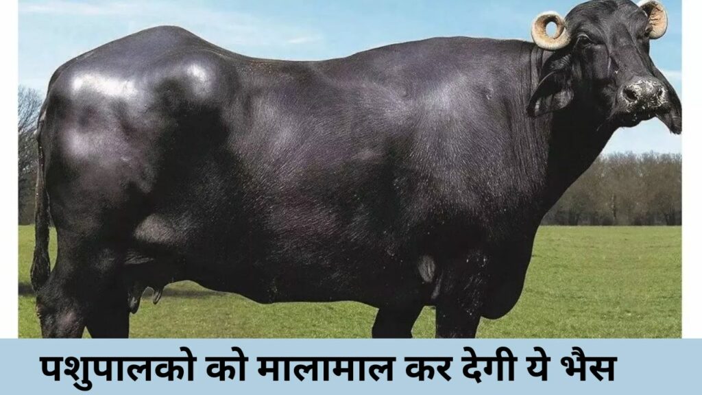 Buffalo Bills: भैस की इस नस्ल का करे पालन, दूध देने की झमता देख चौक जायेंगे आप कम समय में होगी बंफर कमाई 
