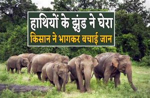 Shahdol News:&nbsp;फसल की रखवाली के दौरान खेत में हाथी के हमले से बुजुर्ग किसान की हुई खतरनाक मौत जानिए पूरी खबर&nbsp;