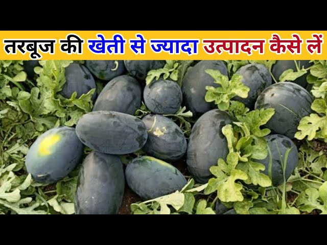 watermelon कमाना है मोटा पैसा तो करे तरबूज की खेती जो हो जायेगे मालामाल जाने डिटेल्स
