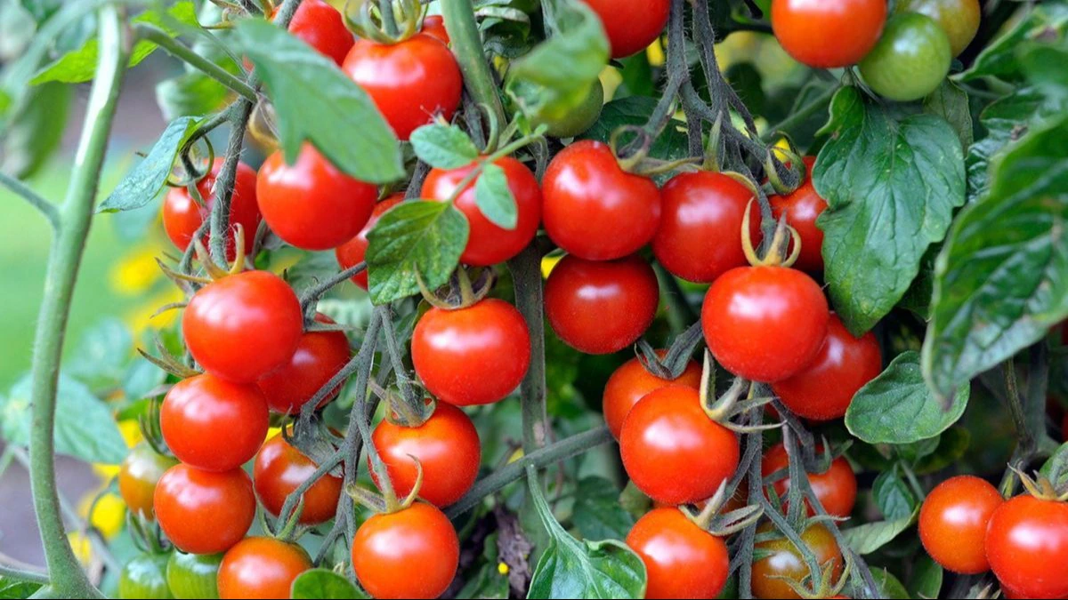 Tomato farming किसानो को धनवान बना देंगी टमाटर की खेती होंगा लाखो का मुनाफा जाने कैसे करे खेती