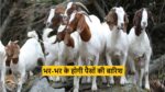 Goat Farming Business कम लागत में लाखो का मुनाफा चाहते हो तो बकरी पालन का बिजनेस करे