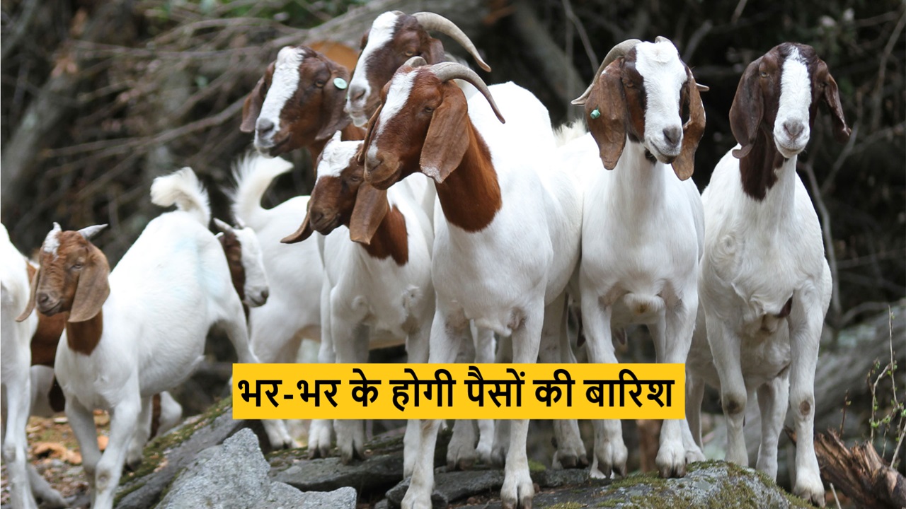 Goat Farming Business कम लागत में लाखो का मुनाफा चाहते हो तो बकरी पालन का बिजनेस करे