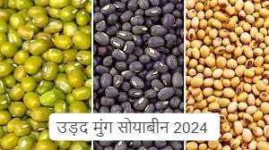 MP किसानो को बना देंगे धनवान ये बीजे तुअर, मूंग, सोयाबीन, और उड़द की करे बुवाई जाने डिटेल्स
