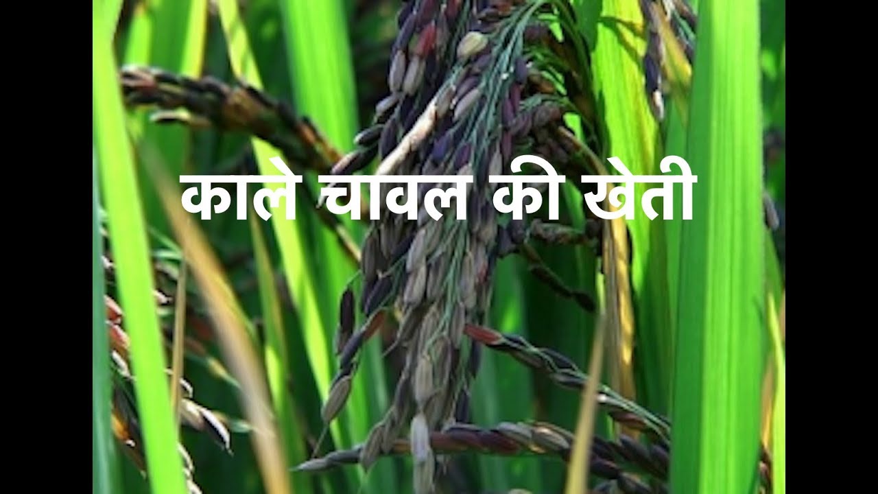 Cultivation of Black Rice किसानो को होंगी छप्पर फाड़ कमाई करे काले धान की खेती