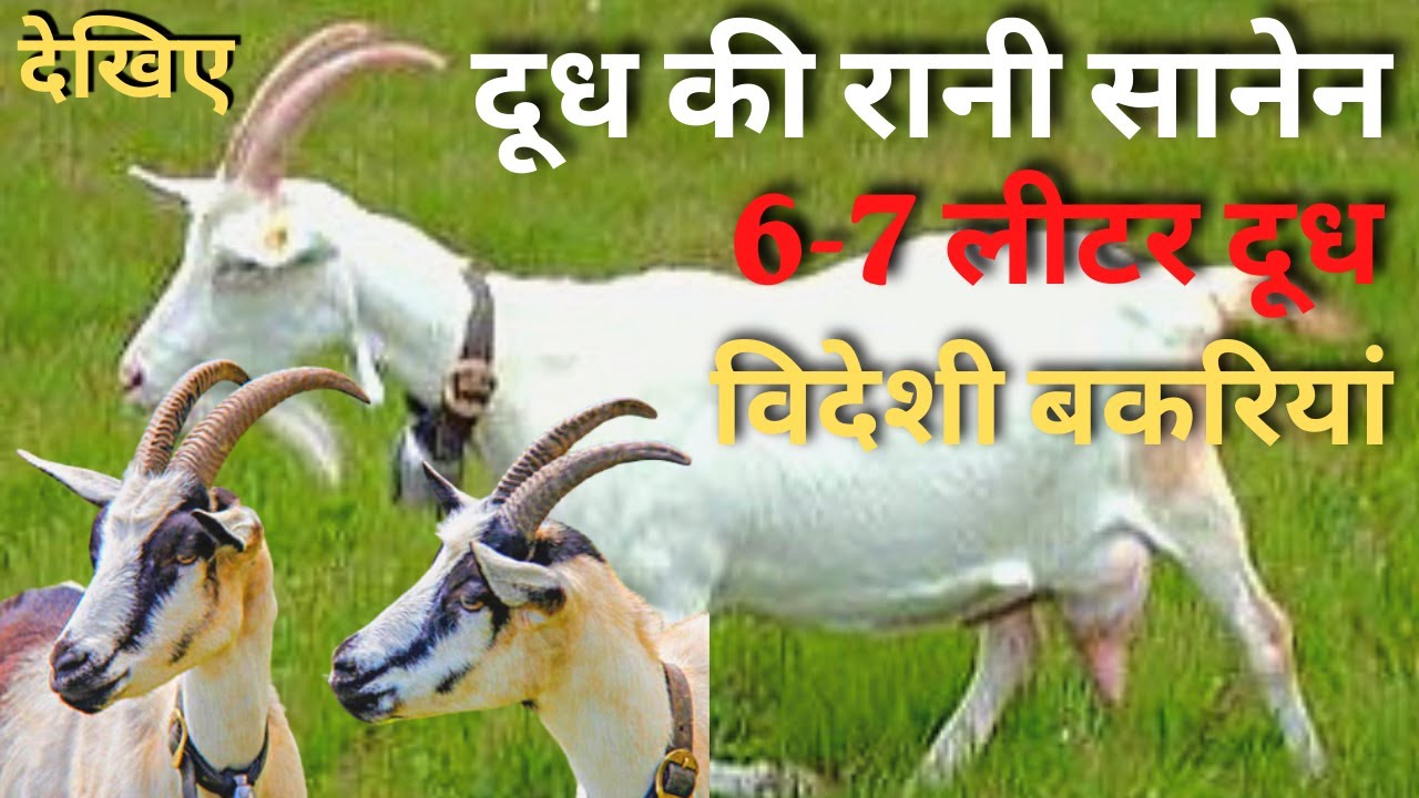 Saanen Goat छप्पर फाड़ कमाई करना चाहते हो तो करे बकरी पालन होंगा लाखो का फायदा