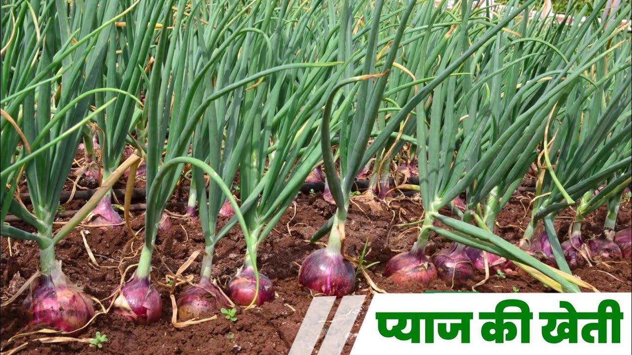 Onion farming प्याज की खेती करते समय इन खास बातो का रखे ध्यान होंगा लाखो का मुनाफा