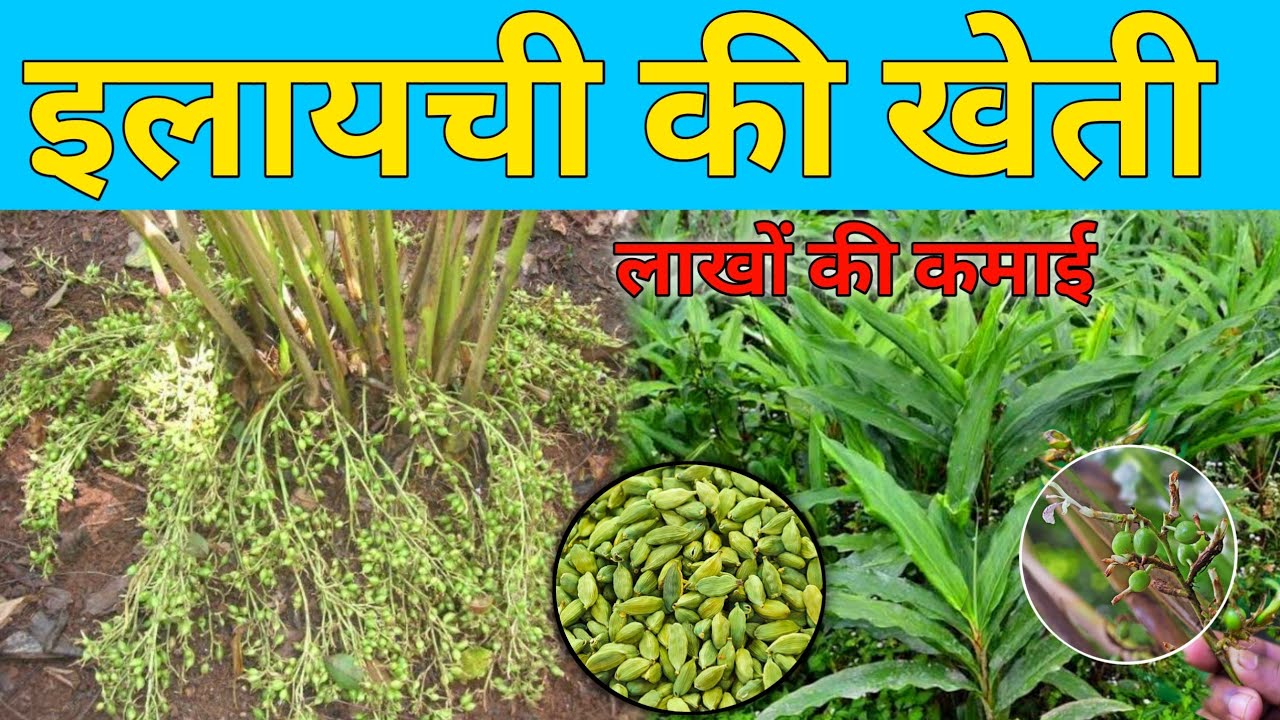 cardamom farming कम समय में लाखों का मुनाफा चाहते हो तो करे इलायची की खेती होंगी बम्फर कमाई