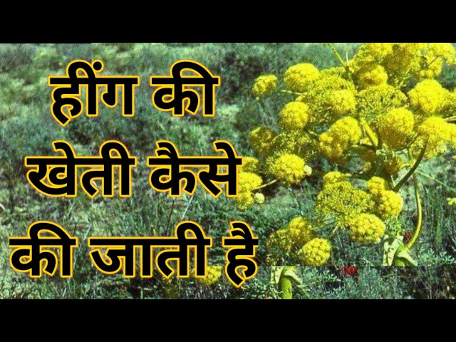 Cultivation of Asafoetida कम बजट में करे हींग की खेती होगा करोड़ो का फायदा जाने डिटेल्स